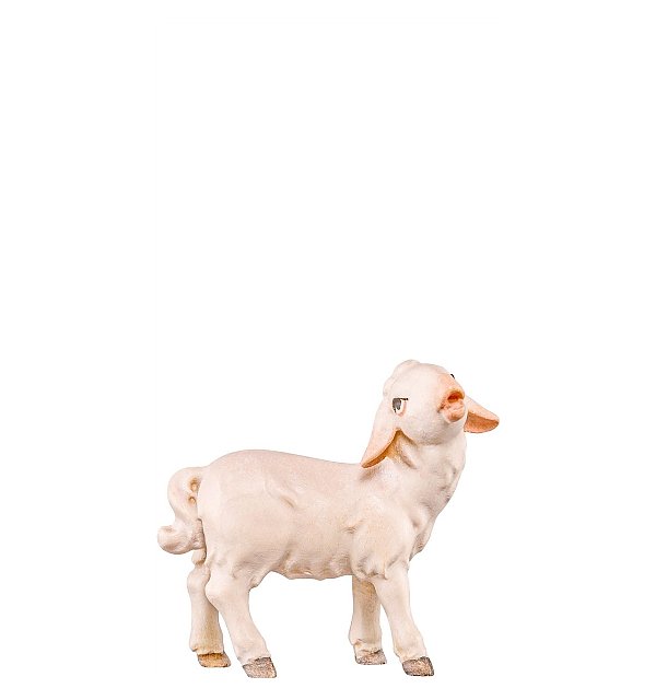 DE4562 - Lamb