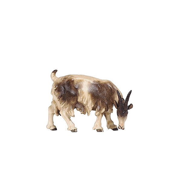 PE801193 - KO Goat