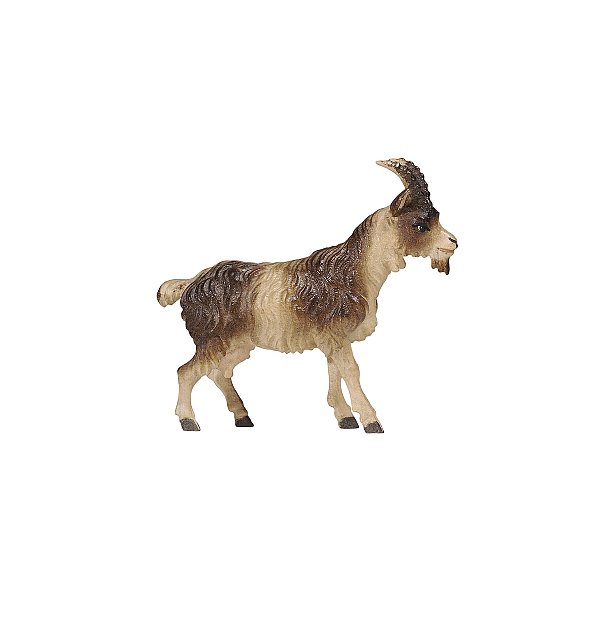 PE801198 - KO Goat