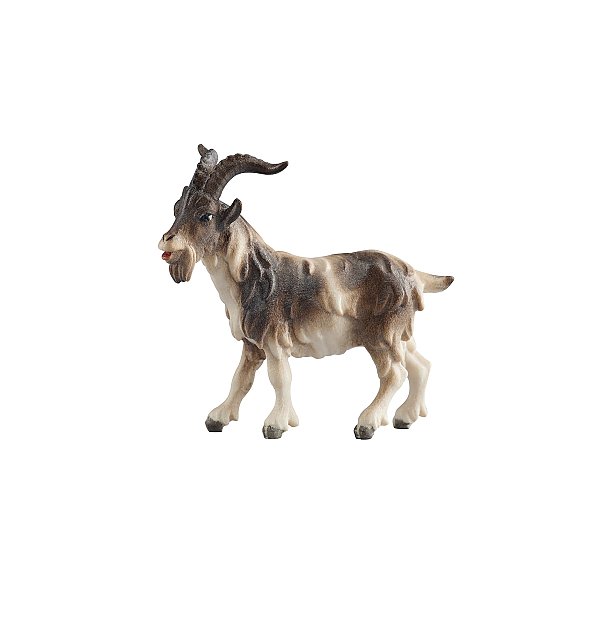 PE801210 - KO Billy goat