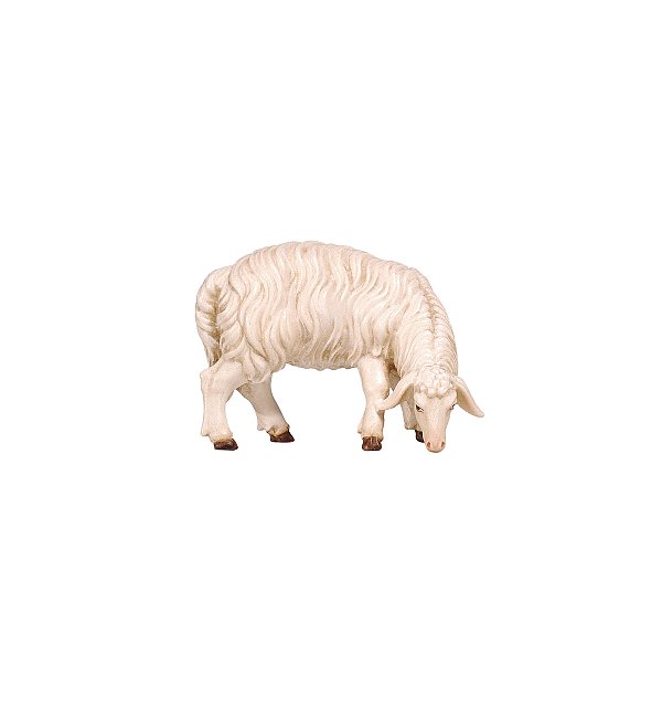 PE801257 - KO Sheep