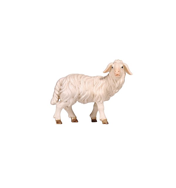 PE801262 - KO Sheep