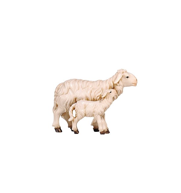 PE801279 - KO Sheep